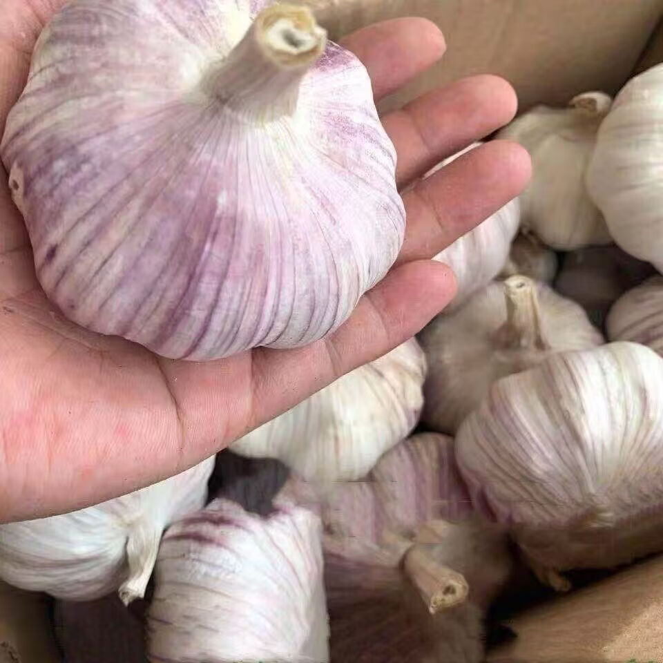 新鲜干大蒜正宗山东新干大蒜大蒜紫皮大蒜产地直发蒜香十足 产地直发蒜香十足 带箱五斤