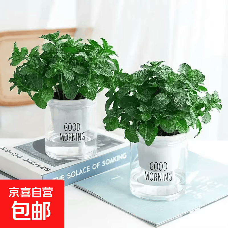 薄荷秧苗室内植物盆栽水培柠檬薄荷叶迷迭香驱蚊绿植好养每盆12颗 薄荷苗1盆+懒人早安吸水盆