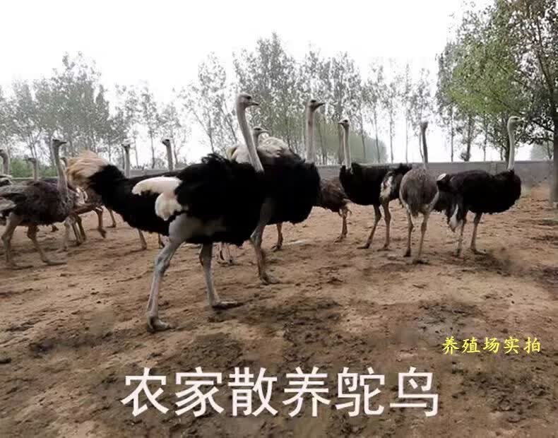 顺丰正宗新鲜鸵鸟肉不注水鸵鸟肉冷鲜散养生鲜去骨肉酒店食材批发 鸵鸟腿肉12斤