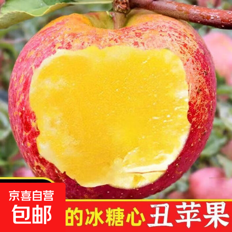 丑苹果树苗当年结果冰糖心丑苹果苗脆甜苹果苗盆栽地栽南北方种植 3年苗【明年结果】