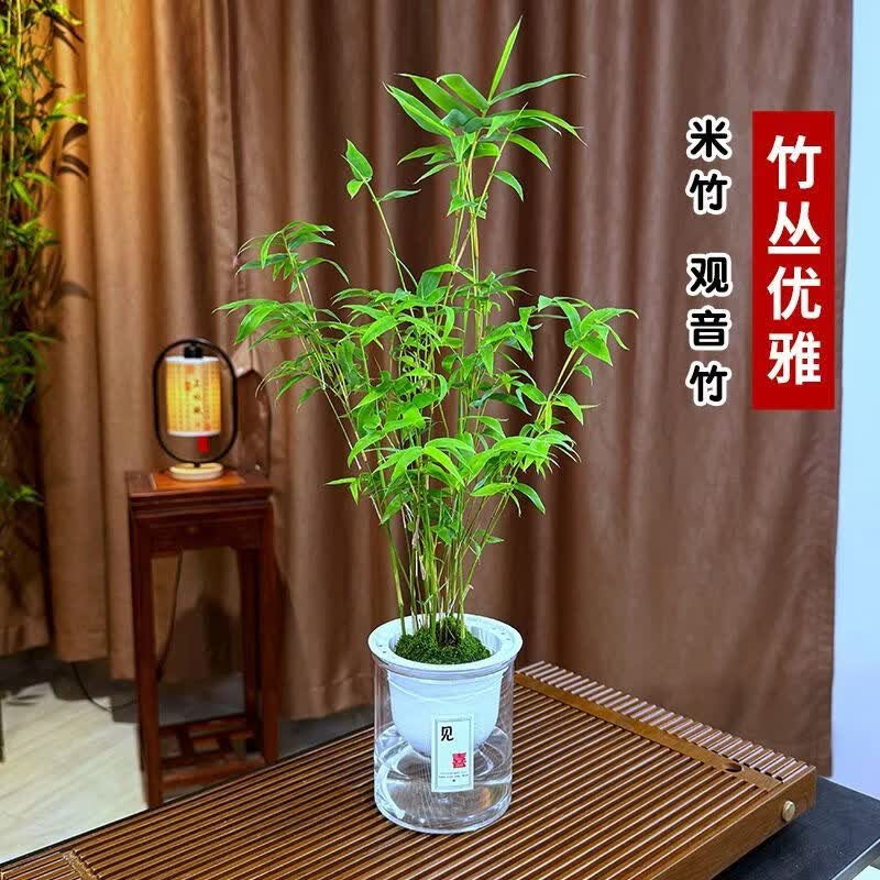 观音竹米竹水培盆栽四季常青绿植gxy 【10颗】观音竹-送1个盆