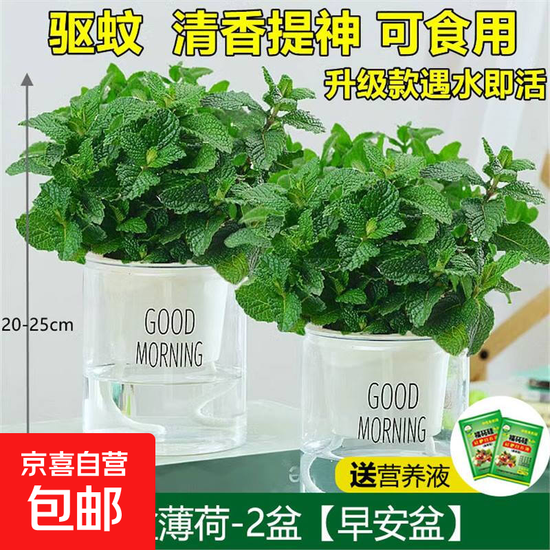 柠檬薄荷盆栽可食用迷迭香薄荷叶苗驱蚊草水培好养花卉室内绿植物 【2盆】中盆薄荷(早安盆)+2营养液 含盆