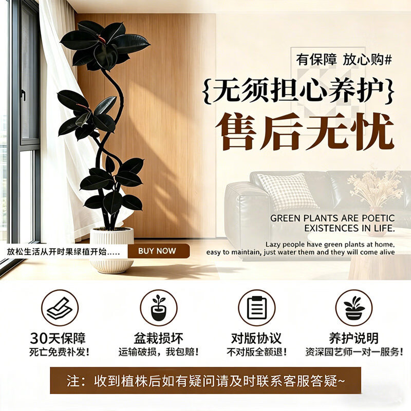 叹为观止 大型盆栽 单杆辫子发财树天堂鸟绿萝散尾葵办公室内开业乔迁礼品 黑金刚1.5-1.7米【黑色圆球盆】 含盆