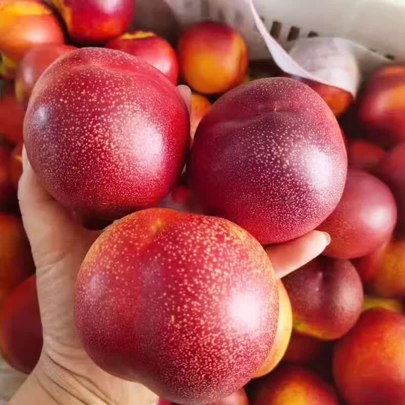 砀山露天油桃新鲜红心油桃脆甜多汁黄肉油桃水果 净重7斤含箱8斤中果