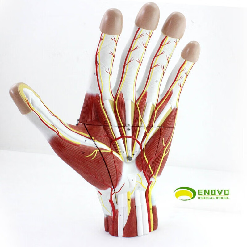 医用 手部肌肉附血管神经模型 手掌解剖模型 手关节手部解剖