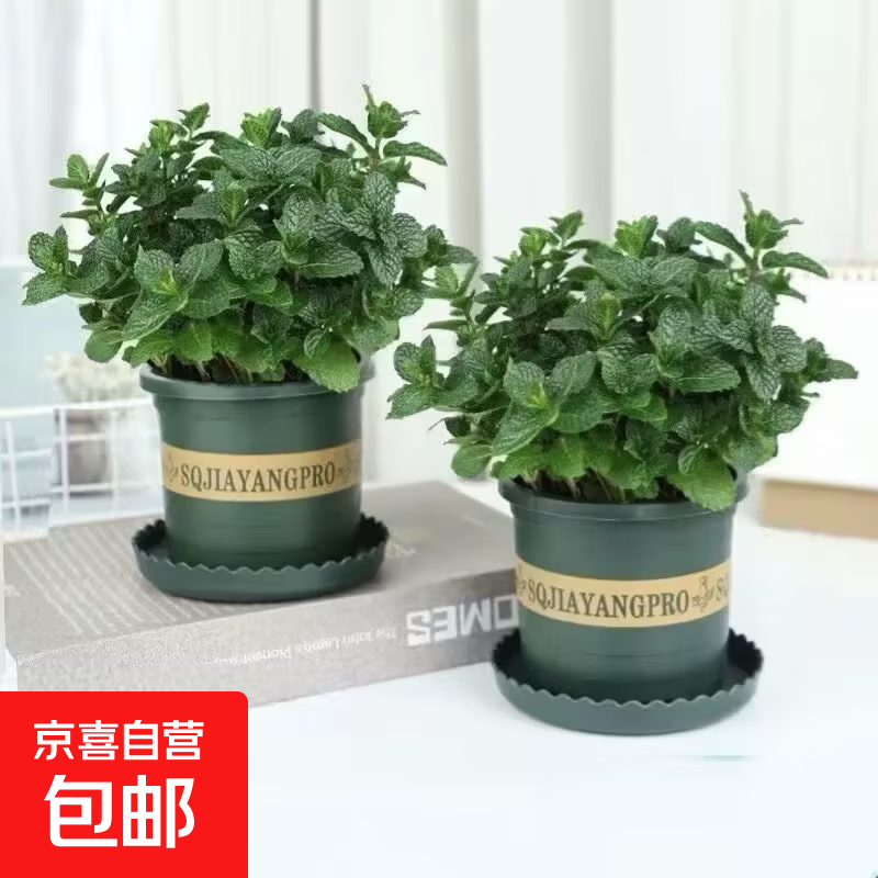 薄荷秧苗室内植物盆栽水培柠檬薄荷叶迷迭香驱蚊绿植好养每盆12颗 薄荷苗1盆+加仑盆