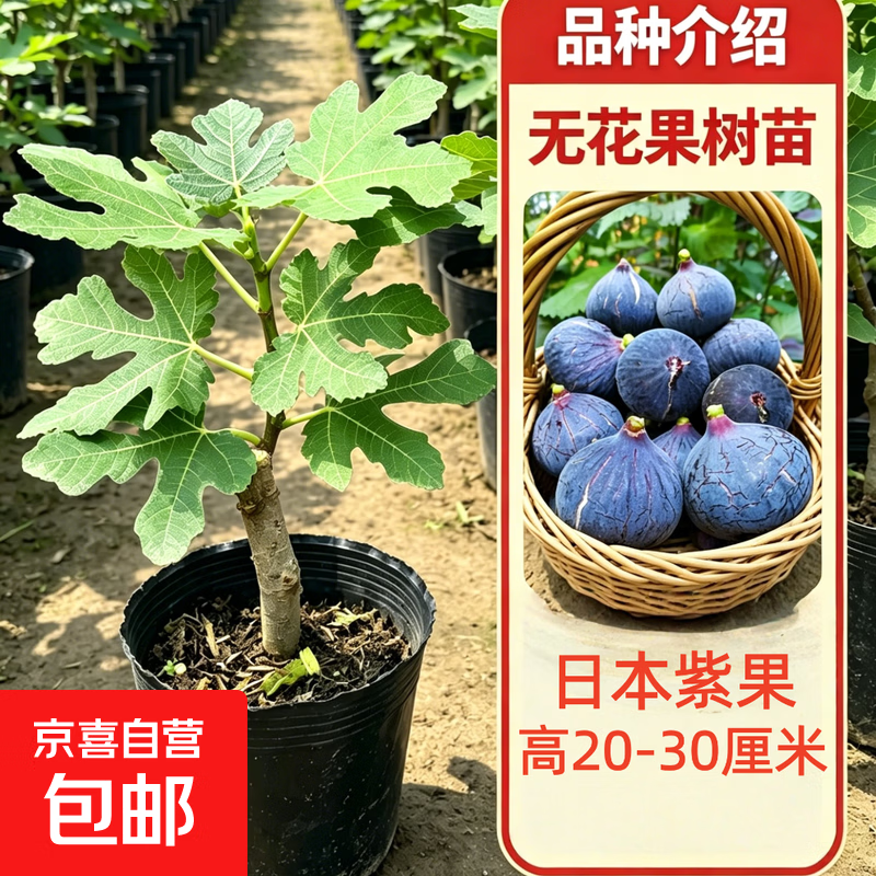 无花果树苗波姬红苗阳台盆栽带土带叶南北方种植树地栽四季可种植 【精品果苗 带叶带土】日本紫果20-30厘米