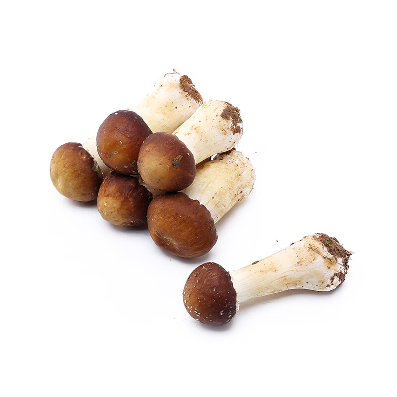 食菌纪新鲜菌菇现采炖汤煲汤火锅食材时令蘑菇京东生鲜发货 新鲜赤松茸 1000g(250g/盒*4)