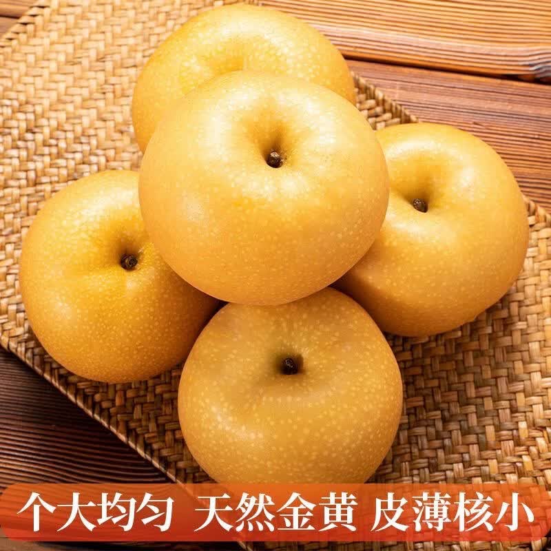 佟创山东秋月梨新鲜水果莱阳冰糖梨当季新鲜水果中秋送礼送人整箱 净重4.5斤普箱【单果300g+】