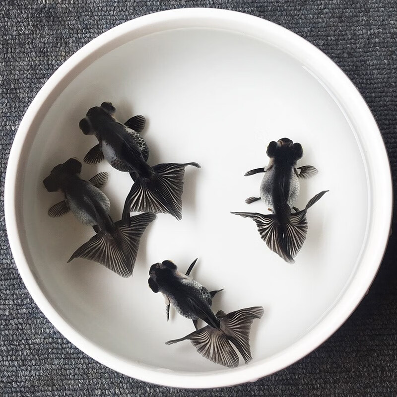 冷水大眼鱼龙睛观赏鱼黑白熊猫活体包活 4-5cm熊猫蝶尾1条(已转色)