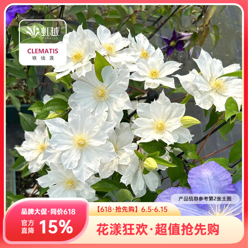 虹越（HONGYUE）爬藤铁线莲C2.5盆栽苗 花园阳台花墙花柱装饰藤本花卉 【北方推荐·HN】伊萨哥 C2.5（进口苗换盆）
