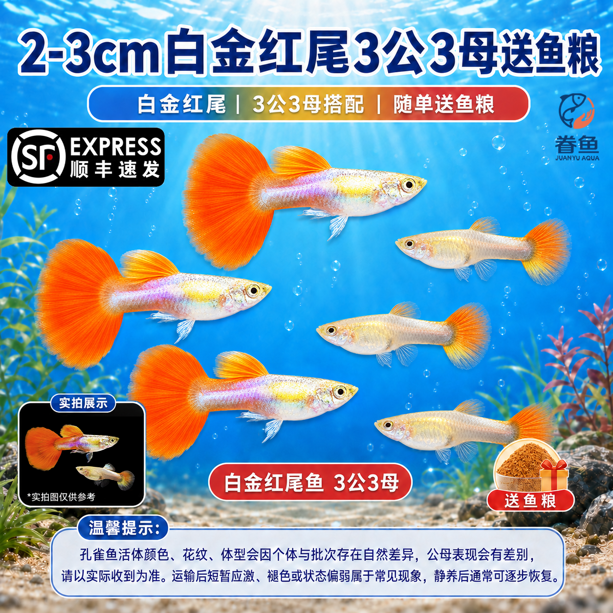 眷鱼孔雀纯种观赏鱼【顺丰发货】小型热带鱼淡水鱼好养活凤尾鱼可繁殖 【顺丰发货】2-3cm白金红尾3公3母 京东折扣/优惠券