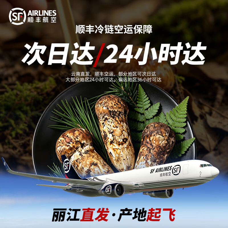 云南丽江新鲜松茸菌 野生菌子精选未开伞鲜松茸 9-12cm净重1kg【精选级丽江松茸】