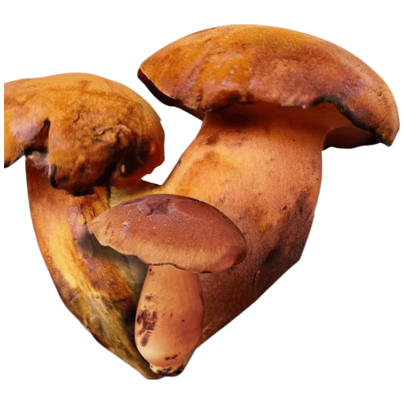 京鲜生云南特产鲜菌菇【新鲜见手青】净重2斤牛肝菌火锅食材源头直发