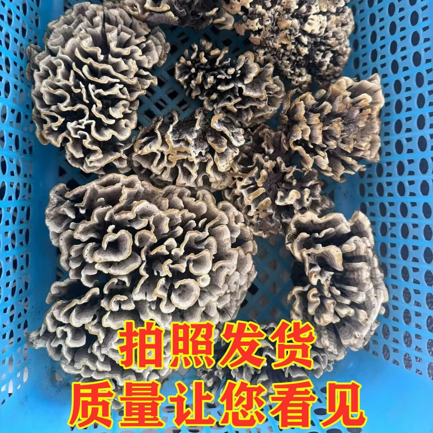 干巴菌新鲜云南特产干巴菌新鲜蘑菇马云南野生菌顺丰空运现货2025 1080g精品质量干巴菌