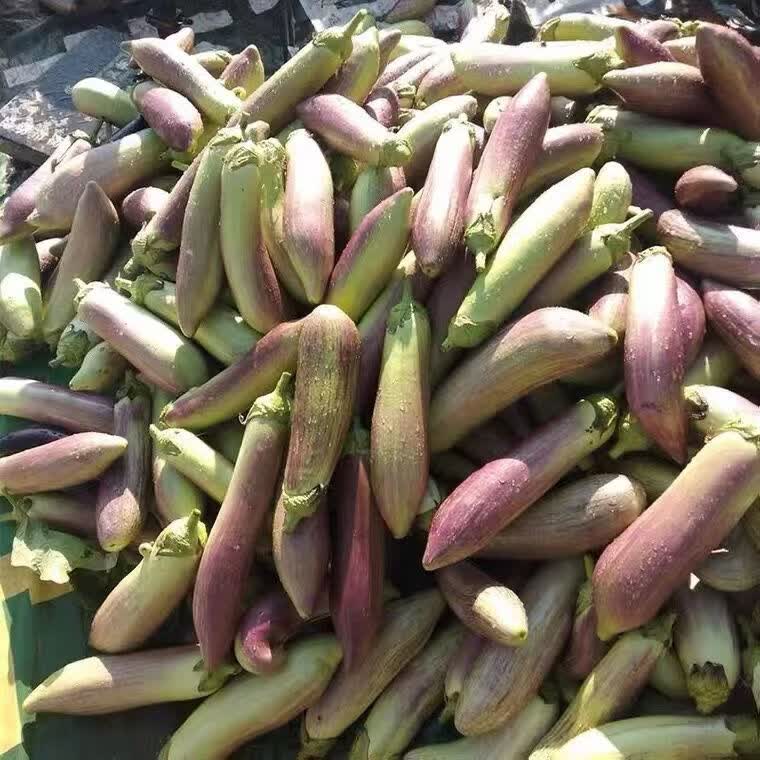 农家自种面包茄子新鲜紫长花茄子软糯嫩茄新鲜蔬菜现摘现发 新鲜面包茄子 5斤