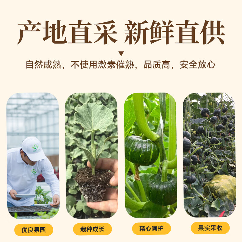 【盒马/永辉同款，顺丰包邮】叁色栗栗贝贝南瓜粉糯香甜惠和一号 拾贰糖 5斤 A级6-12枚普通装【SSLLJ-5-ML】