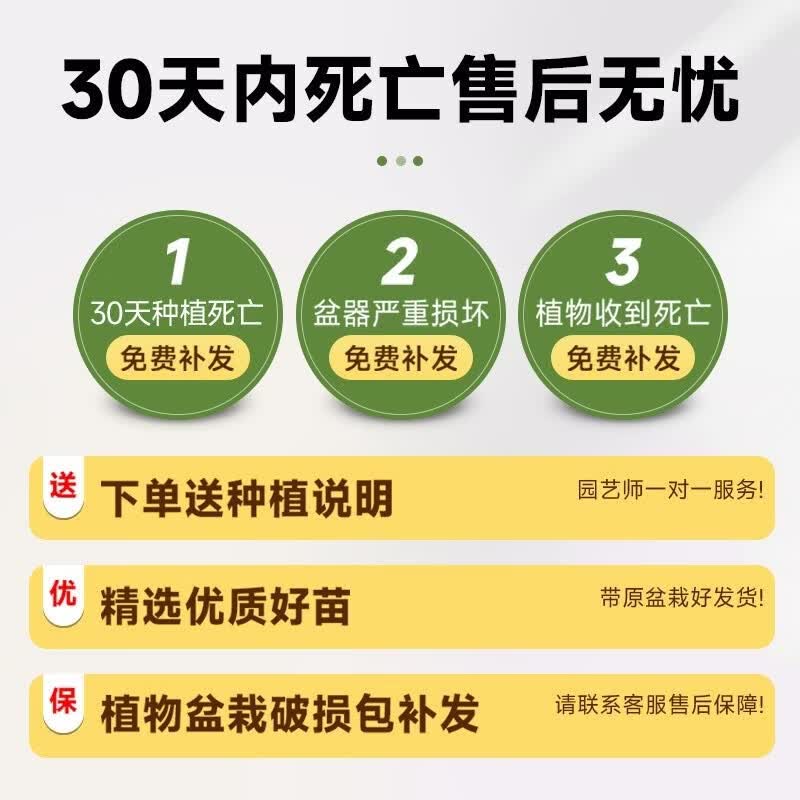 临雅竹柏驱蚊竹水培祛蚊植物室内外蚊子克星水养绿植花卉盆栽办公桌面 【水培驱蚊】竹柏(10棵)+灰色钻石瓶+营养液