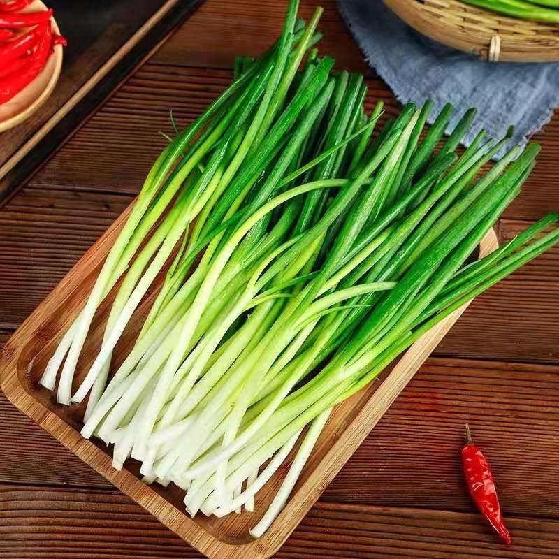 香葱蘸酱菜新鲜细四季小香葱根苗葱现挖现发农家自种 新鲜小葱 3斤