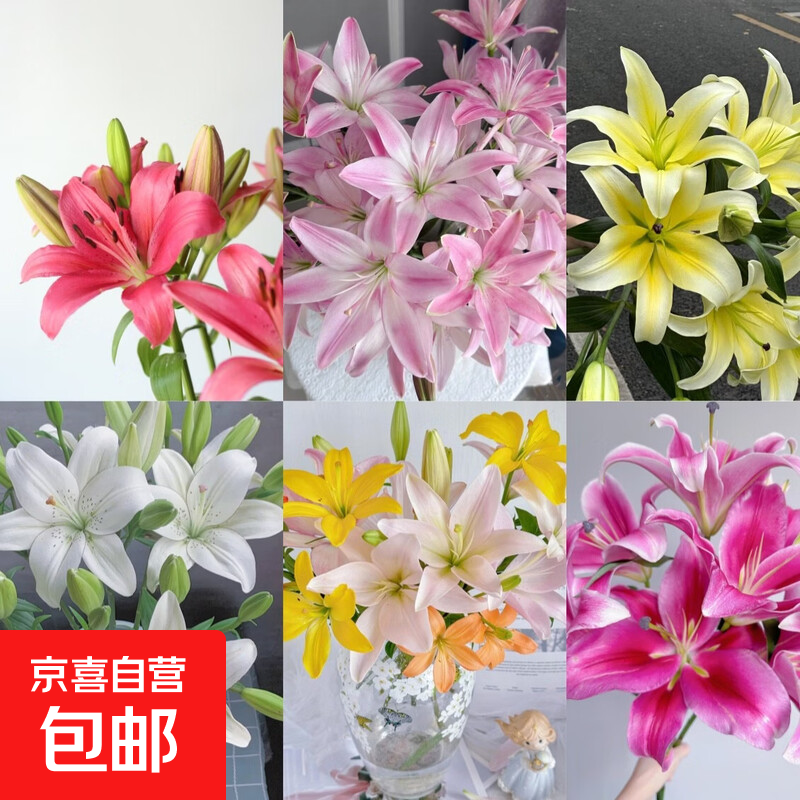 百合鲜切花云南基地直发水养插花母亲节520送妈妈  爱人暖心礼物 随机香水百合6-8朵