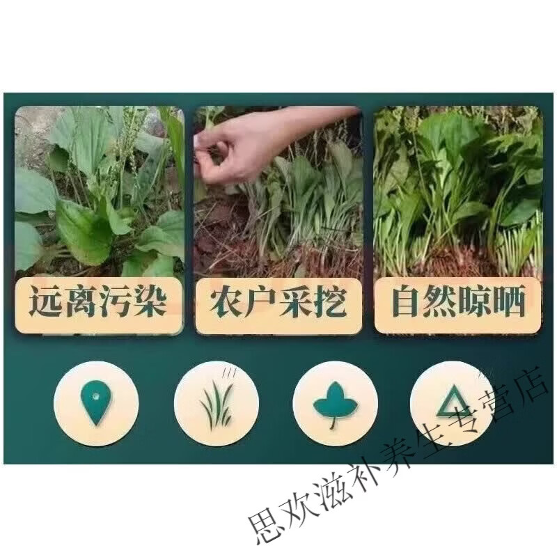 同仁堂正宗特级黑龙江野生车前草中药材无硫新货清热利尿泡水养生茶 甄选车前草当季采摘 125g*8罐
