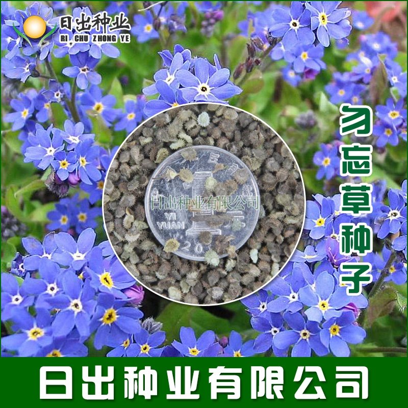 昊兰诺勿忘草种子 蓝色小花勿忘我种子 室内阳台盆栽花卉种子 勿忘草