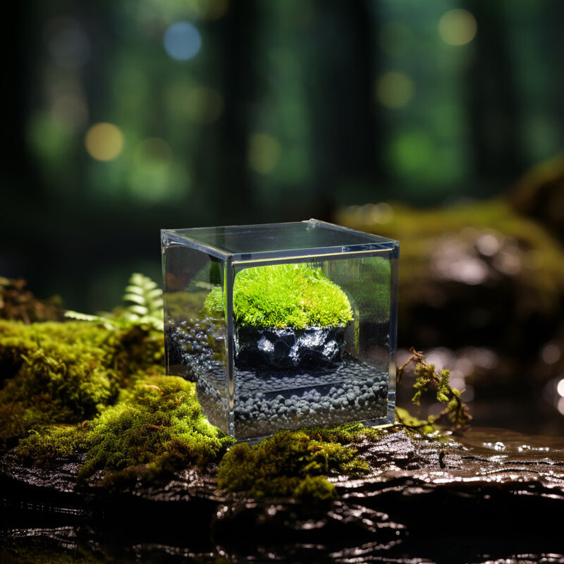 封茗苔藓微景观生态瓶办公室桌面绿植盆栽创意造景螃蟹缸室内观赏摆件 蟹蟹森林（螃蟹缸）送3只蟹