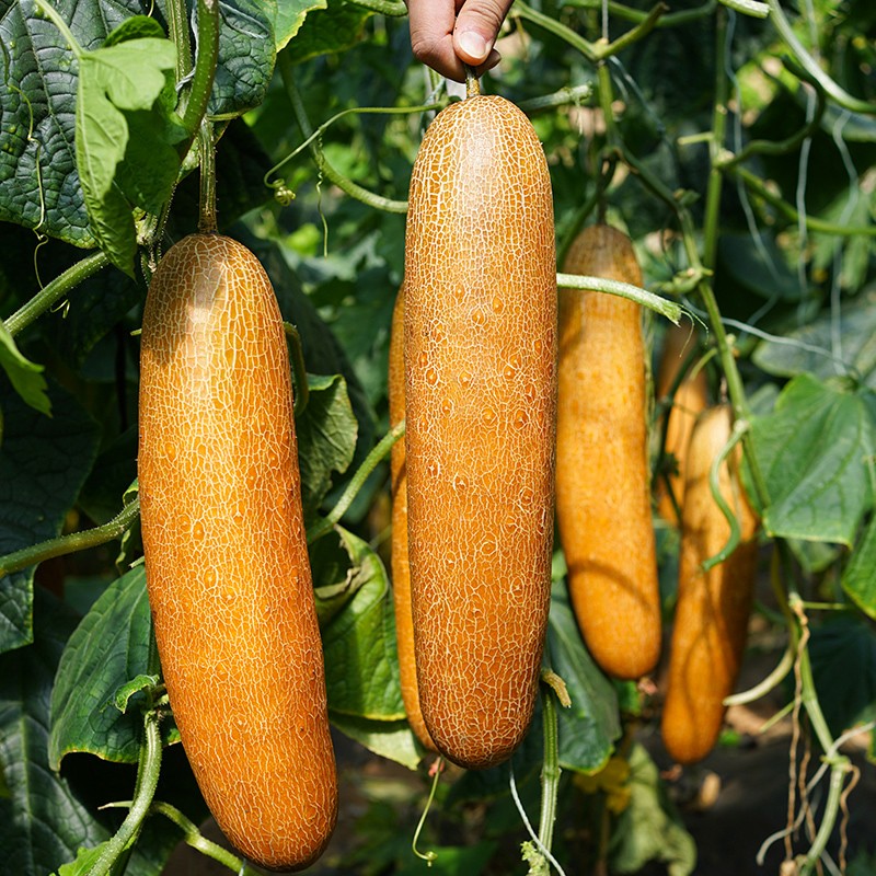 种菜记 麻皮老黄瓜种子东北麻皮老品种大黄皮黄瓜种籽黄瓜种农家蔬菜