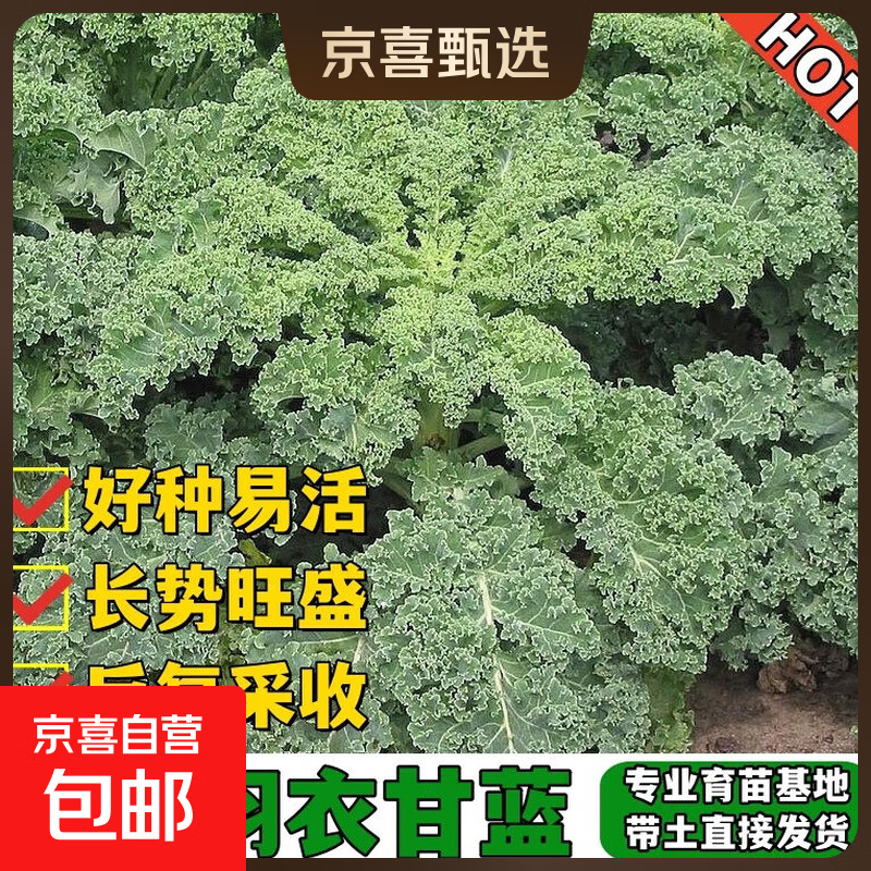 寿光四季食用绿羽衣甘蓝苗秧苗带土球紫绿粉白羽衣甘蓝种子耐寒 绿羽衣甘蓝苗6棵+1包肥