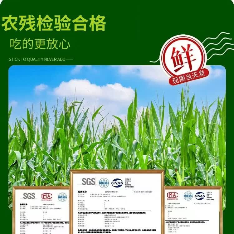 【京东物流送货到家】现摘生吃爆浆水果玉米孕妇苞谷棒即食嫩蔬菜 5斤