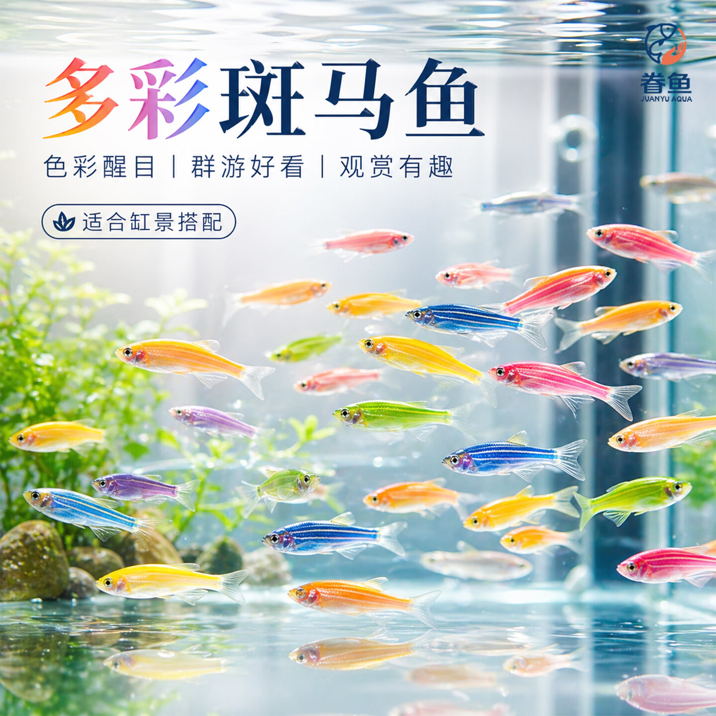 眷鱼七彩斑马鱼【顺丰发货】观赏鱼新手好养小型热带鱼群游淡水鱼 【顺丰包邮】2-3cm黄色斑马鱼13条 送鱼粮