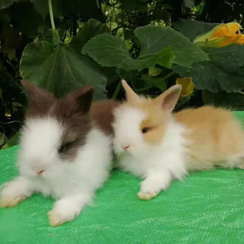 贵卡 宠物兔子活体 猫猫兔子活物小体安哥拉长毛兔 道奇猫猫兔活体