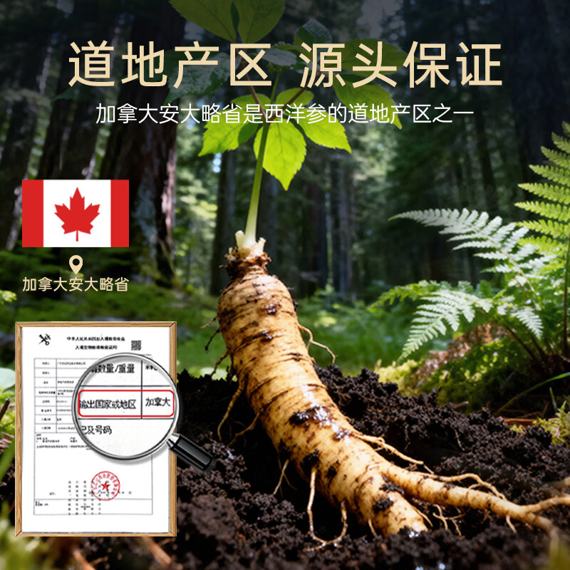 仲景元气西洋参浓缩粉皂苷100mg 红参人参花旗参茶健康滋补礼盒装 【感受好状态】 3g*10袋