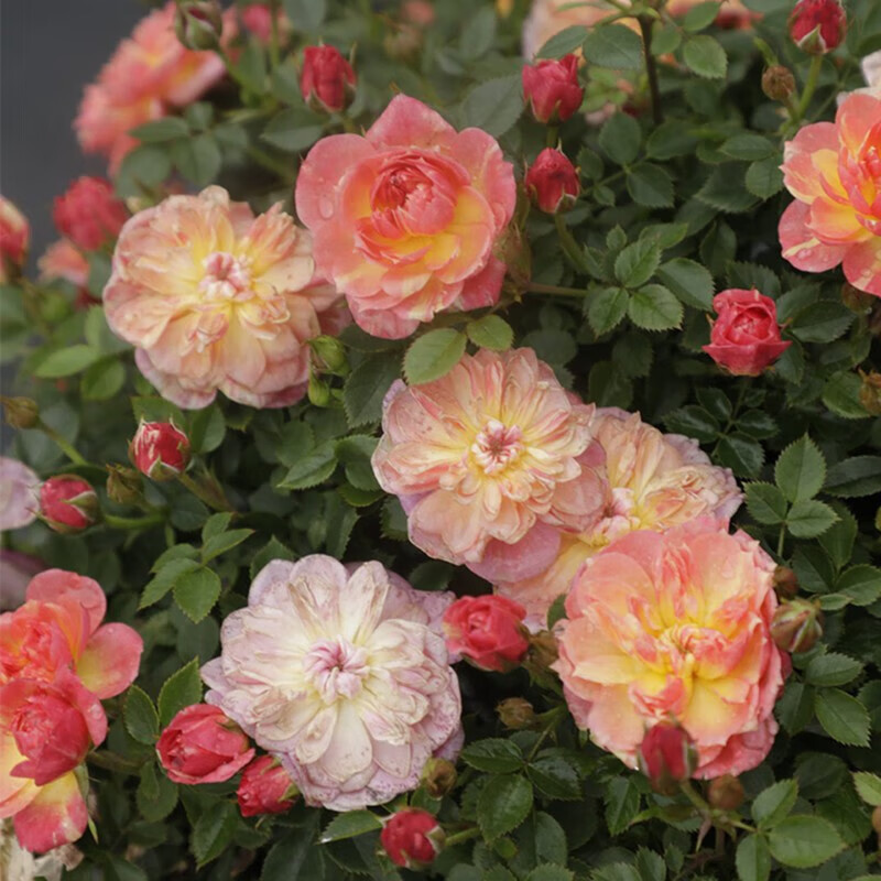 花e流微型新品超微月季紫咲躲躲藏藏室内渐变色多头小花苗阳台盆栽