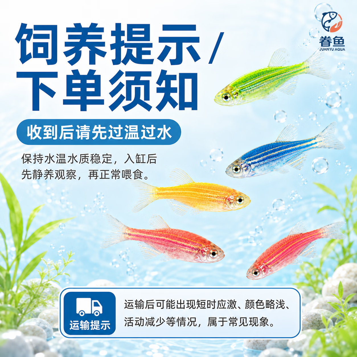 眷鱼七彩斑马鱼【顺丰发货】观赏鱼新手好养小型热带鱼群游淡水鱼 【顺丰包邮】2-3cm黄色斑马鱼13条 送鱼粮