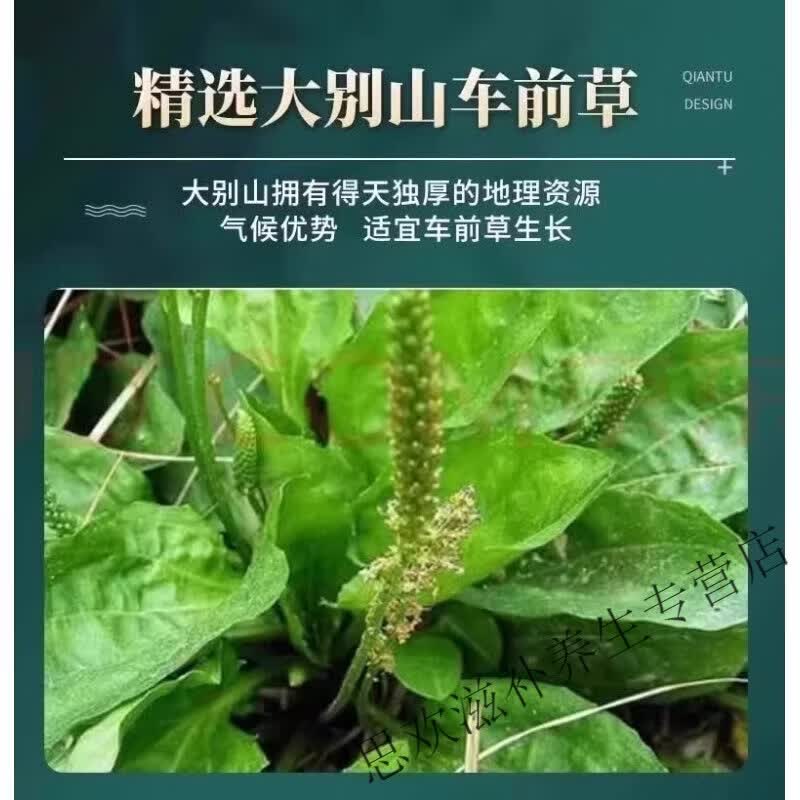 同仁堂正宗特级黑龙江野生车前草中药材无硫新货清热利尿泡水养生茶 甄选车前草当季采摘 125g*8罐