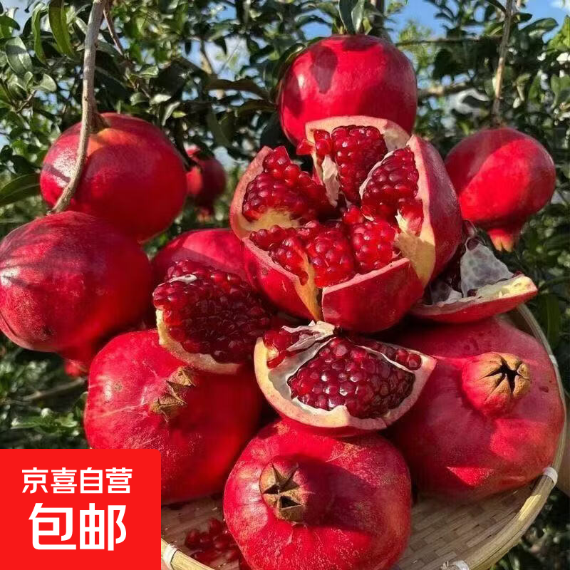 当季会理突尼斯软籽石榴四川会理新鲜水果现摘产地直发大果包邮 两斤200g+