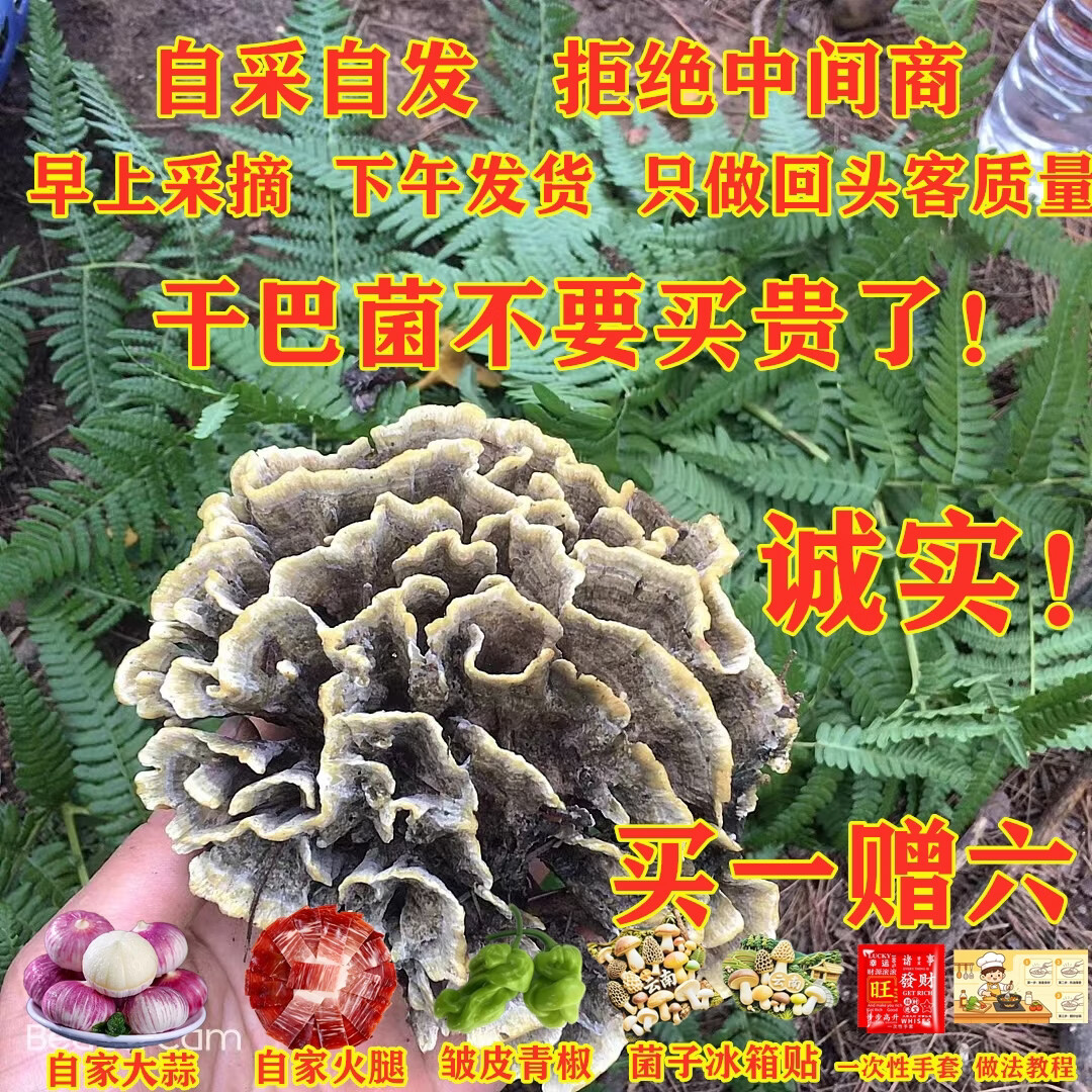 干巴菌新鲜云南特产干巴菌新鲜蘑菇马云南野生菌顺丰空运现货2025 1080g精品质量干巴菌 京东折扣/优惠券