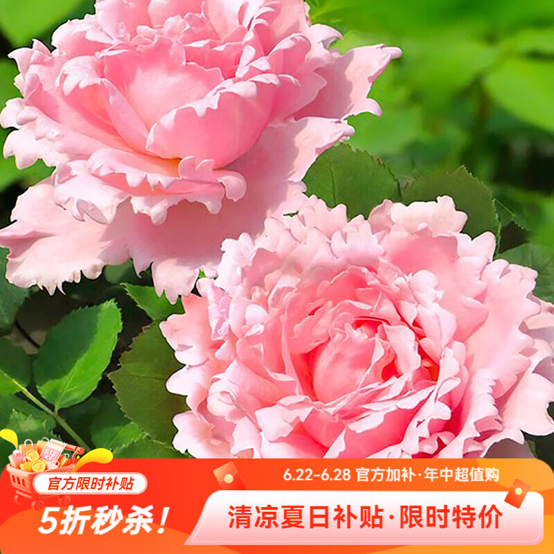 虹越（HONGYUE）花园月季盆栽苗P9龙沙宝石蓝色阴雨盆栽多季开花月季TX 【KS香味月季】索菲罗莎 P9（昆山仓发）