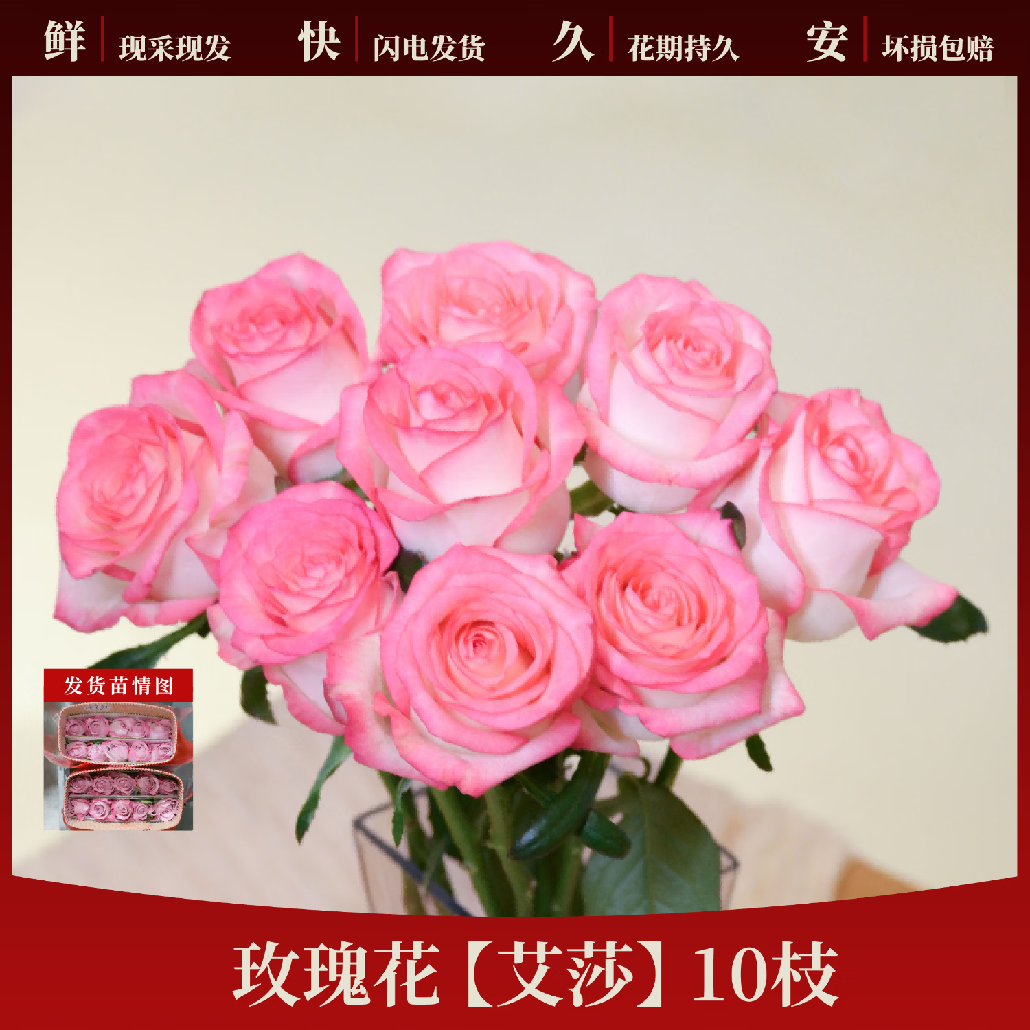 玫瑰花鲜花山东基地直发顺丰包邮鲜切花白玫瑰插花花束水养真花 【艾莎】玫瑰10枝