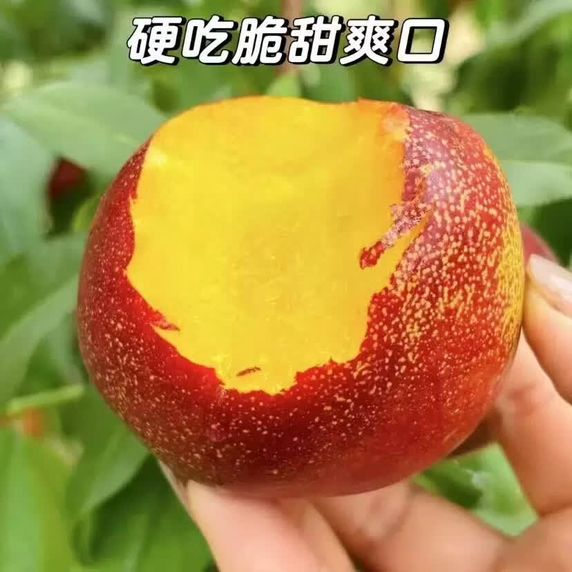 砀山露天油桃新鲜红心油桃脆甜多汁黄肉油桃水果 净重7斤含箱8斤中果