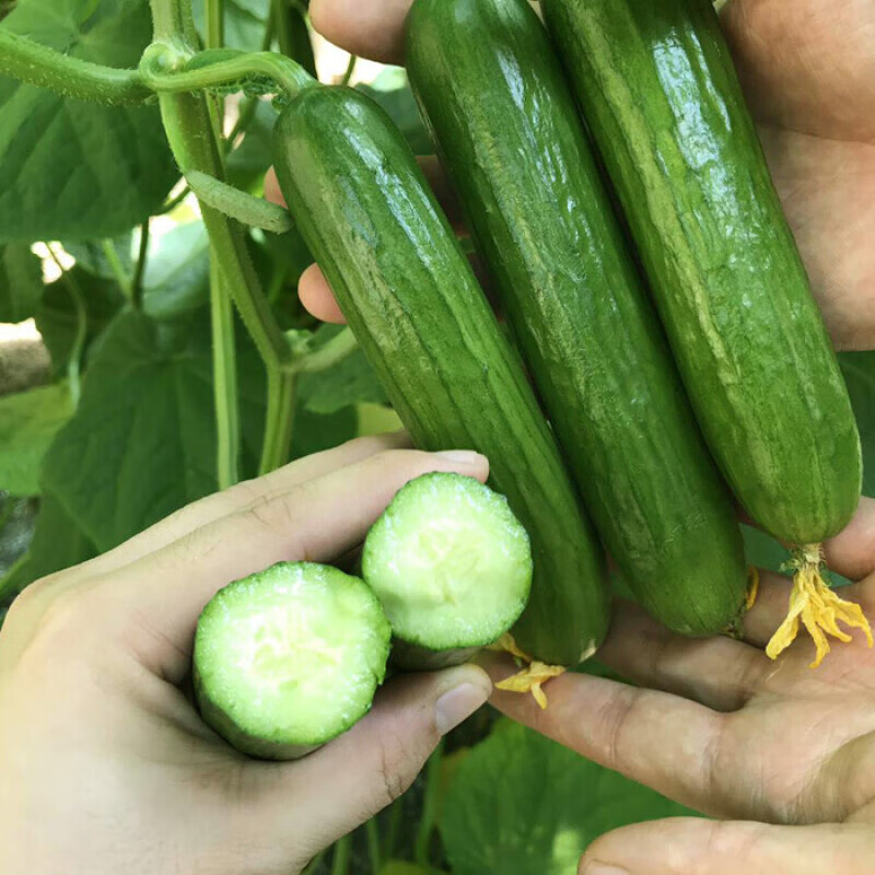 四季阳台盆栽小青旱黄瓜种籽蔬菜种孑苗秧 荷兰水果黄瓜约25粒2包