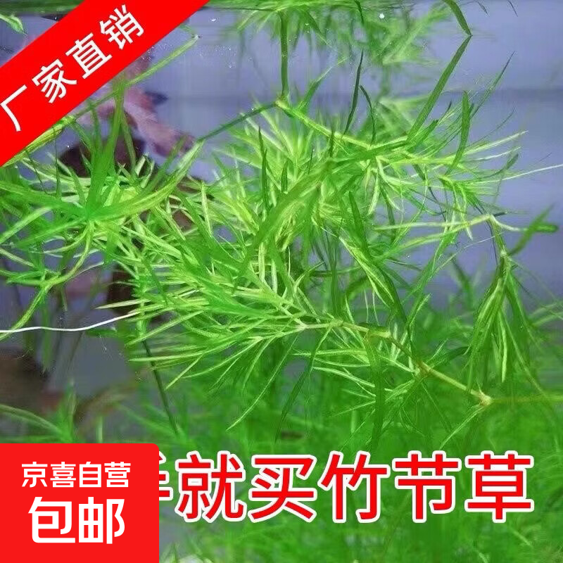 水草印度小竹节竹节草新手好养耐活懒人水草阴性水草鱼缸造景 竹节草3颗