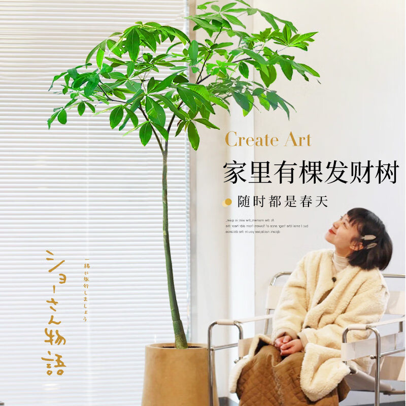 筠钗原生发财树客厅盆栽大绿植办公室内八方来财开业送礼招财树落地 【原生发财树】1.4-1.6m(圆柱盆)