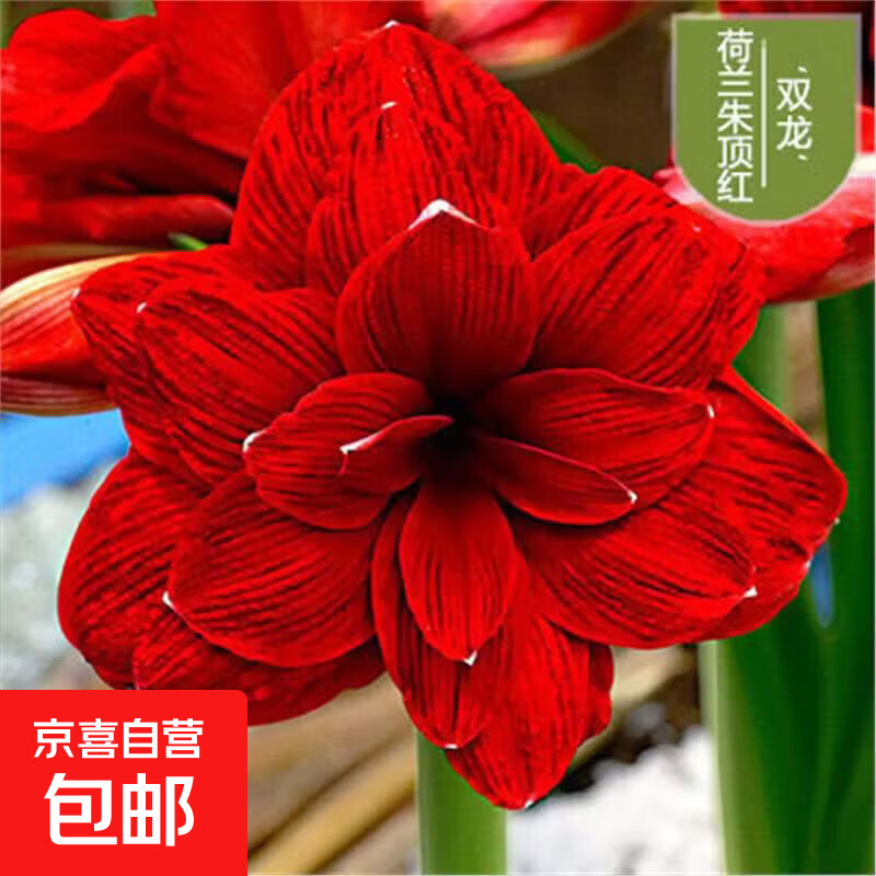 重瓣朱顶红种球室内外好养花卉盆栽植物庭院阳台种植易活球根 朱顶红 双龙1颗装（球体直径3厘米左右）