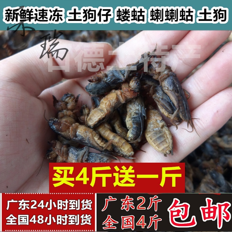 1斤新鲜速冻精选蝼蛄蝲蝲蛄土狗土狗仔食用昆虫广东2