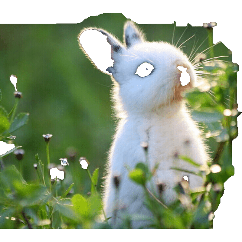 朗缤 兔子活体宠物兔活体公主兔小白荷兰侏儒 垂耳折耳猫猫兔活物 白色侏儒公主兔1只