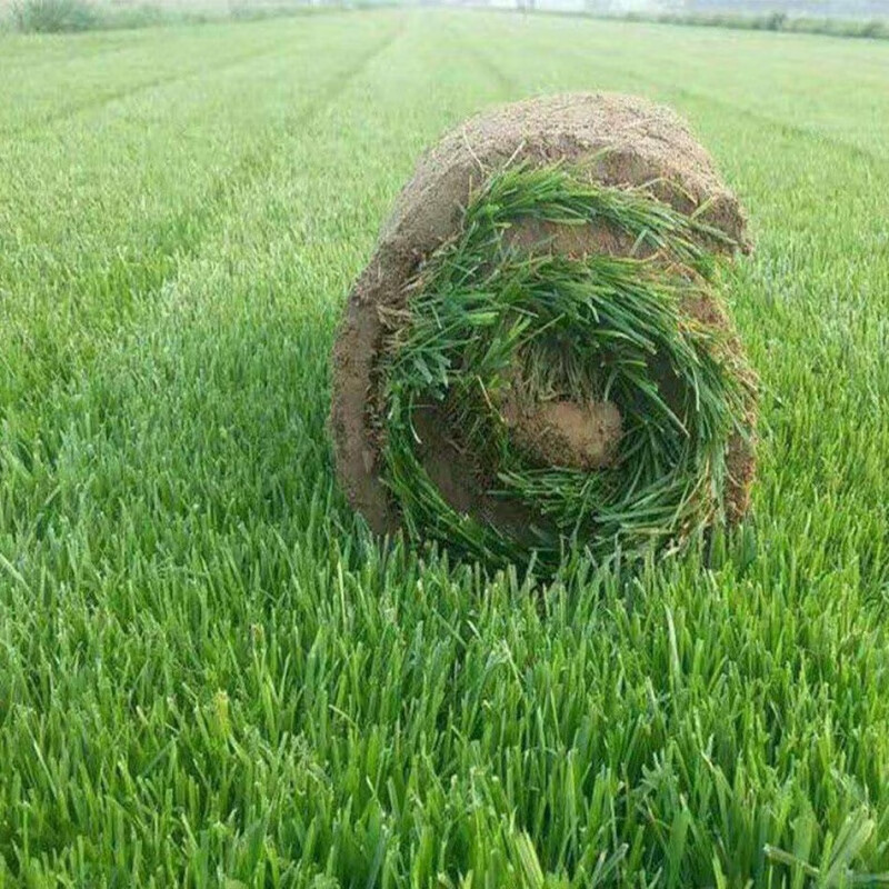 草皮真草草坪带泥土四季青果岭草耐寒别墅庭院工程绿化耐践踏结缕草