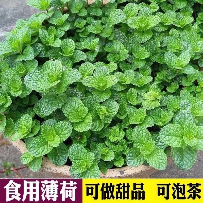 食用薄荷【1350粒】 5包 【肥料  壮芽粉】