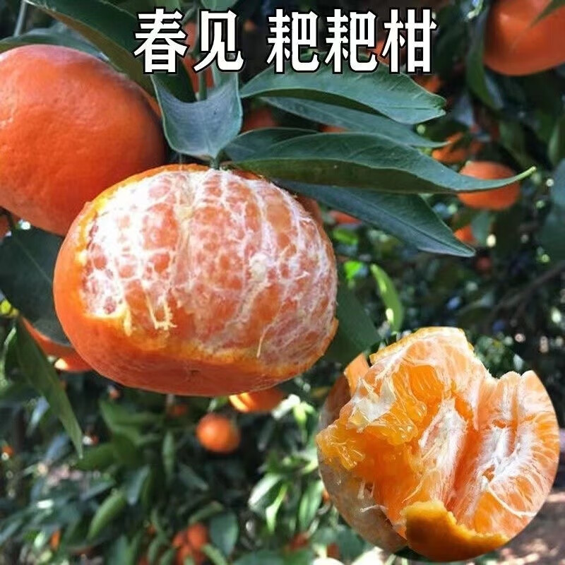 歐悟嫁接柑橘樹苗 春見粑粑柑樹苗南北方種植庭院陽臺盆栽地栽果樹苗 十年果園苗結(jié)果爆滿